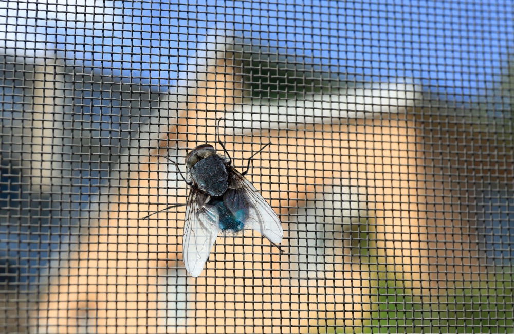 Schützen Sie sich vor Insekten mit unseren Insektenschutzlösungen für Fenster.